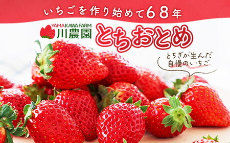 【先行予約】＜いちご3か月定期便＞栃木県産とちおとめ320g×2パック 3Lサイズ 3回｜ アフター対応あり いちご ※2027年1月～発送