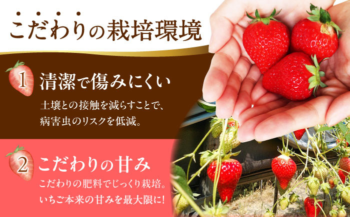 いちご イチゴ 苺 ゆめの香 大粒 果物 くだもの フルーツ