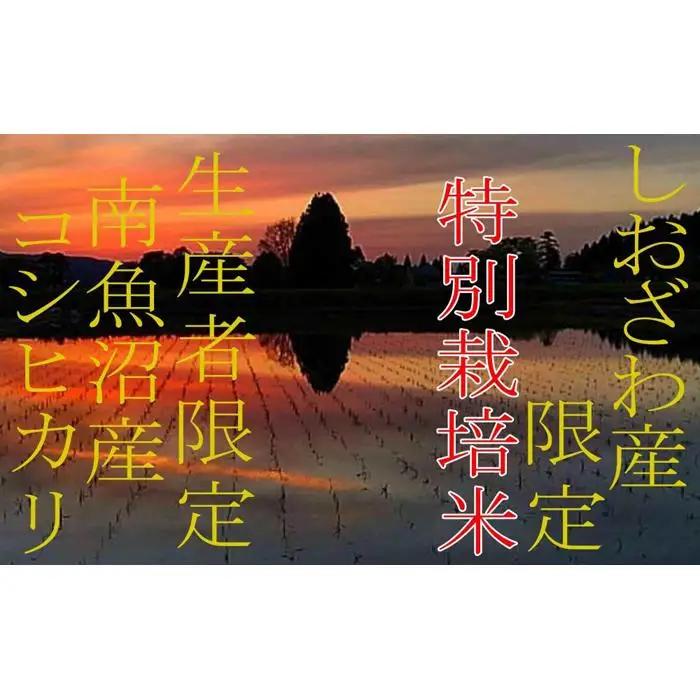 【令和7年】【定期便6kg×9ヶ月】特別栽培 しおざわ産限定 生産者限定 南魚沼産コシヒカリ|定期便 