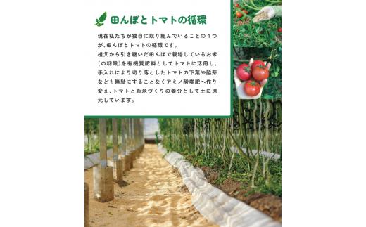 【1月～5月頃発送】＜アルテトマト 約1.6kg（20-35玉）＞ フルーツトマト 高知県 佐川町 トマトハウスナカムラ 野菜 贈答用　リピーター多数 高糖度 ギフト　栽培期間中化学農薬不使用