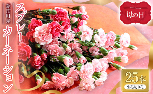 
                  《令和7年先行予約》【母の日の贈り物に】鋸南町産・スプレーカーネーション 25本（生花 切り花） ※クレジットカード決済のみ※ ブーケ 花束 母の日 花 フラワー 植物 記念日 プレゼント 贈り物 F22X-116
                