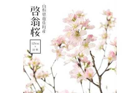 啓翁桜 約125cm×10本（2月下旬発送）※着日指定不可 東北 山形県 遊佐町 庄内地方 桜 木 植物 枝 切り花 花束 お花 室内 リビング 玄関 アレンジにも お正月飾り 冬 春 新春 迎春 新年 成人の日 成人式 卒業 卒園 退職 ピンク [191M02c]