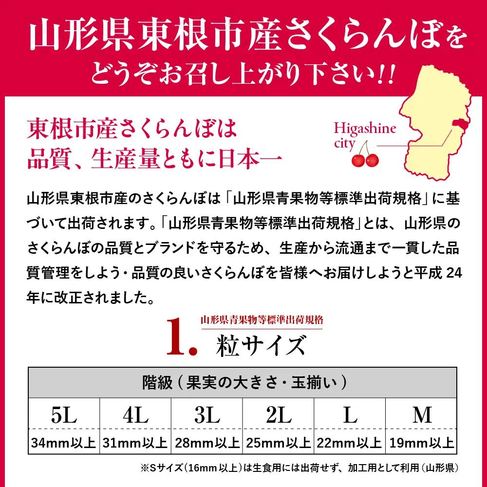 2027年産 4月配送 温室 さくらんぼ 佐藤錦 秀L 300g さくらんぼ
