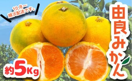 由良みかん 約5kg フルーツ 柑橘 オレンジ 果物 数量限定 国産 蜜柑