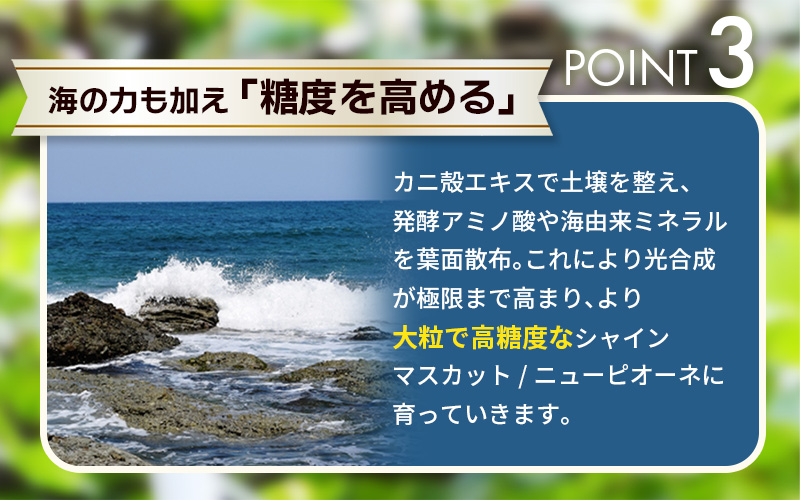 【2027年先行予約】土づくりからこだわったぶどう詰め合わせ 3種セット 1.8kg 3房 家庭用｜ ぶどう 葡萄 果物 くだもの フルーツ 送料無料 岡山県 岡山　ぶどう 粒 数量限定 ぶどう 食べ比べ シャインマスカット ピオーネ クイーンニーナ オーロラブラック 瀬戸ジャイアンツ 翠峰 BKシードレス マスカサーティーン マスカットノワール 雄宝 マイハート 岡山県 【hana086-02】