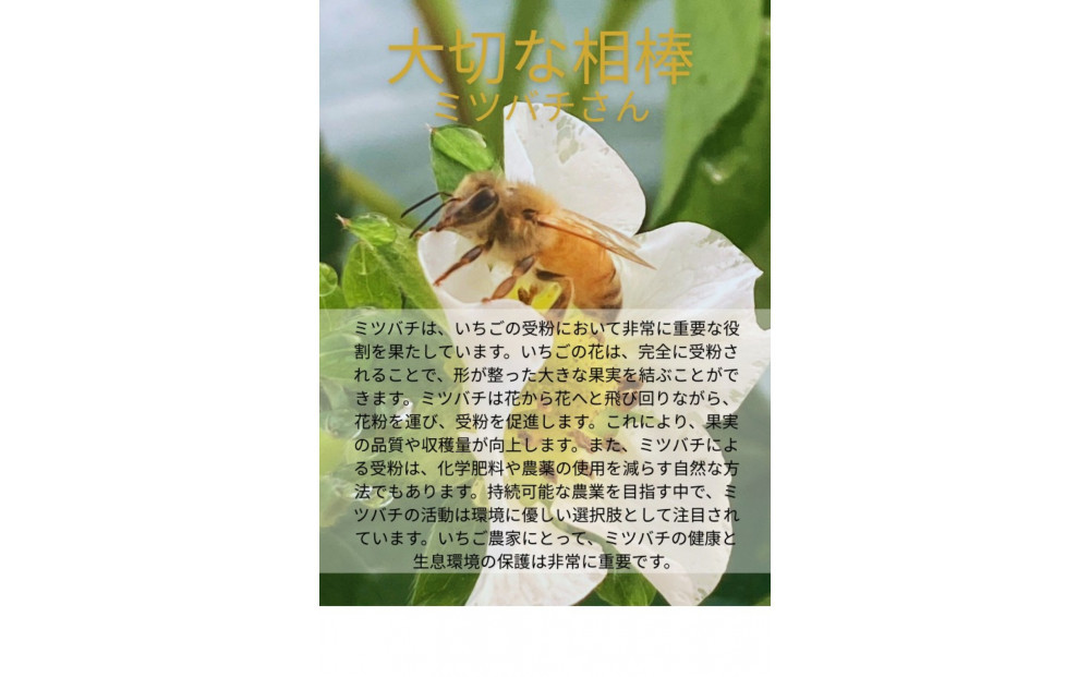 先行予約・数量限定！ 採れたて完熟いちご【かおり野・よつぼし・ベリーポップすず・恋みのり】 9粒～20粒×2箱
