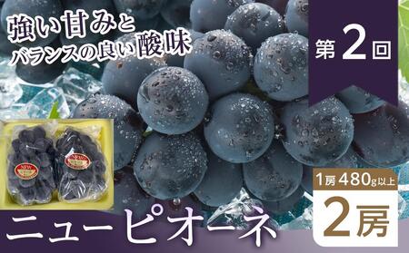 【全3回コース】晴れの国岡山 ぶどうの定期便