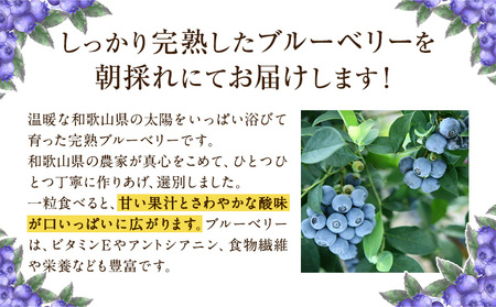 ブルーベリー【先行予約】和歌山の朝採れ完熟ブルーベリー 約800g (約200g×4パック) 紀の川市厳選館《2024年7月上旬-7月下旬頃より順次出荷》和歌山県 紀の川市 フルーツ 果物 ブルーベリ