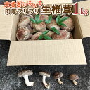 【ふるさと納税】大きさいろいろ肉厚プリプリ生椎茸1kg[1130]