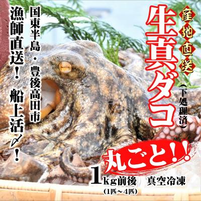 ふるさと納税 豊後高田市 船上活締め!!生真ダコ丸ごと(1〜4匹)【下処理済】