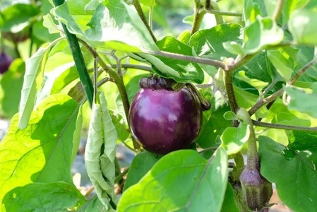 【2026年6月より順次発送】 曽爾高原野菜５種５品～小さなご家庭食べきりサイズ～を５ヶ月連続でお届けします 野菜定期便