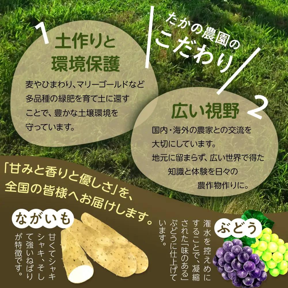 高野農園　長野市ながいも 5kg (2026年11月下旬頃出荷分）  | ながいも 長芋