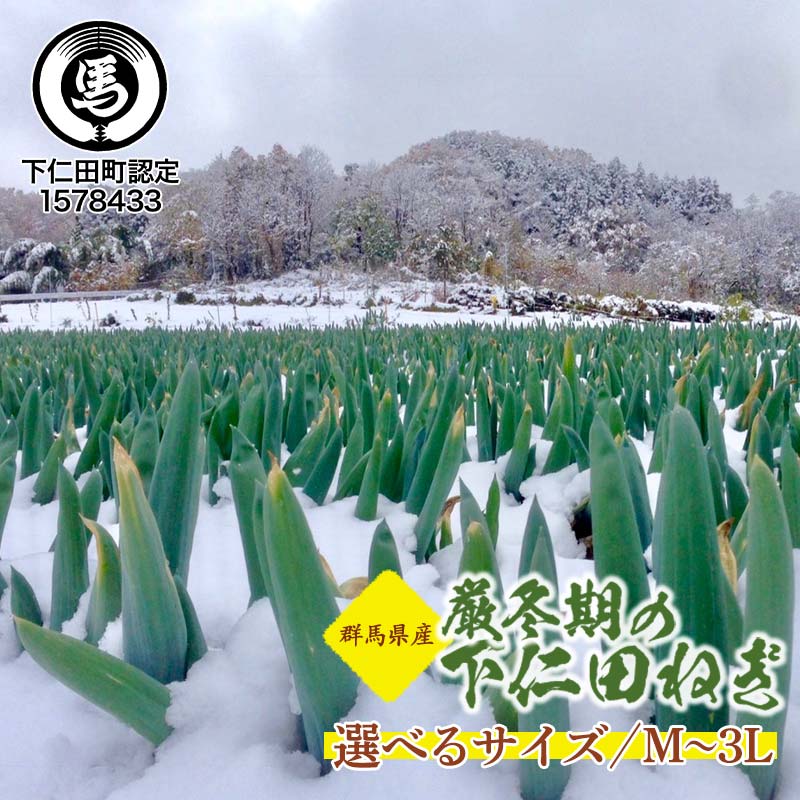 【ふるさと納税】年末/年明けの下仁田ねぎ（葉っぱが枯れてからの下仁田ねぎ） 選べるサイズ M・L・LL・3L 食べ比べ とろける 甘い ねぎ ネギ 王様ねぎ 特産 栄養たっぷり ブランド 上州ねぎ すきやき F21K-564var