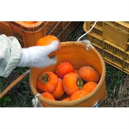 【R8年10月以降発送】刀根早生柿発祥の地・天理市のひらたねなし柿(L～3Lサイズ、28～36個)_柿 かき 種なし柿 フルーツ くだもの 果物 人気 おすすめ 送料無料 贈答 ギフト プレゼント 刀