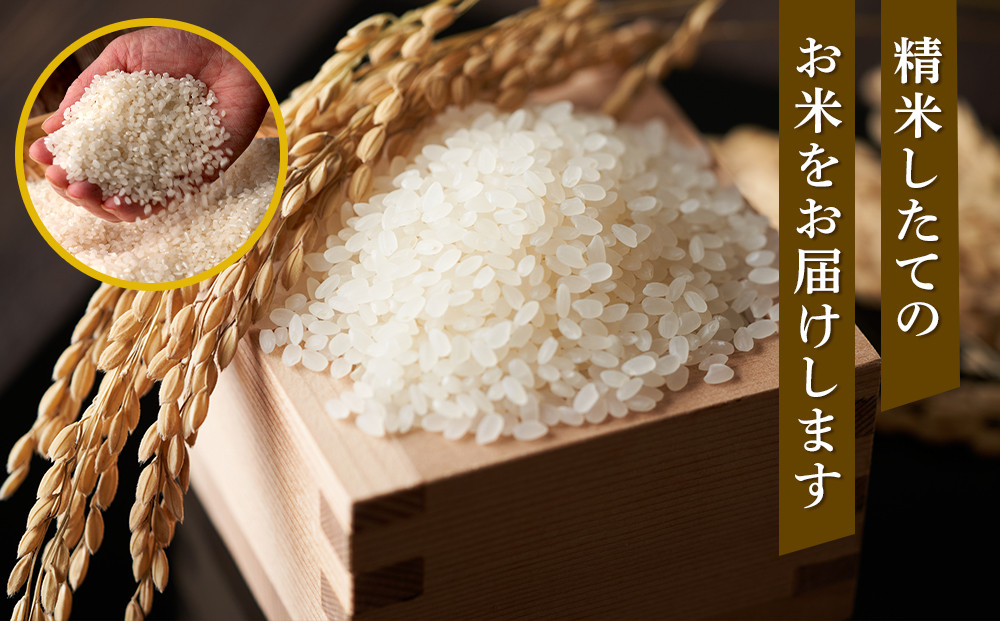 【特Aランク】令和7年 北海道産ゆめぴりか 10kg(5kg×2袋) 【 白米 精米 ご飯 ごはん 米 お米 旭川市ふるさと納税 北海道ふるさと納税 】 _04806