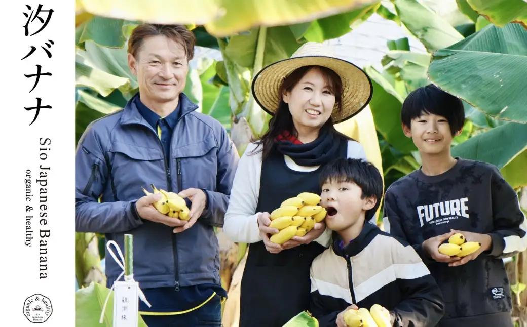 やっちろバナナ（汐バナナ）20本セット 【2026年7月下旬発送開始】