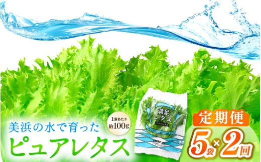 定期便 ≪2ヶ月連続お届け≫ 美浜の水で育ったピュアレタス　フリルレタス 5袋【栽培期間中 農薬不使用 野菜 生野菜 レタス グリーンリーフ サラダ サンドイッチ お弁当 水耕栽培 洗わず食べられる 時短 付け合わせ ダイエット ヘルシー】[m40-a032]