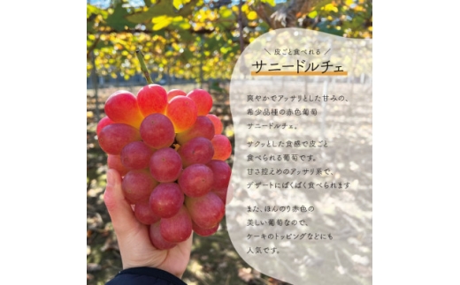 シャインマスカット&希少品種のサニードルチェ 3-5房/計2kg～(岡山県産)【1551283】