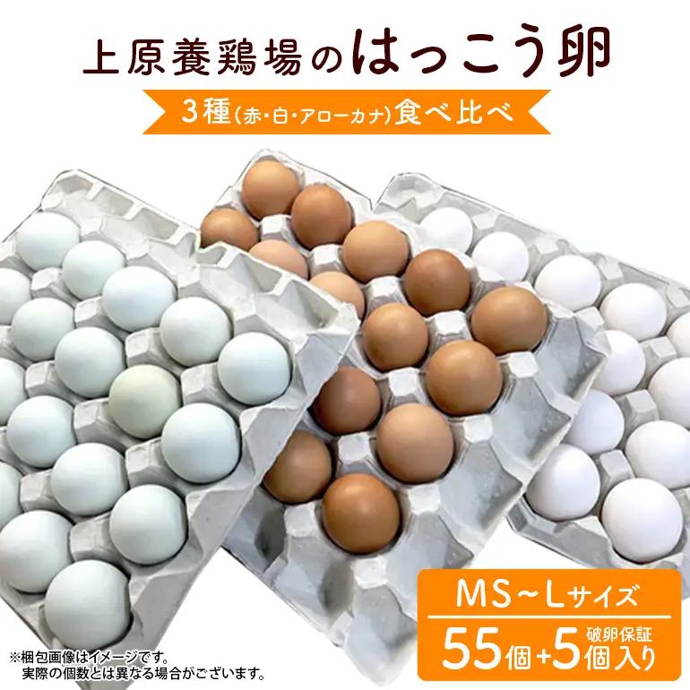 はっこう卵 3種 食べ比べ MS~L サイズ 55個 +破卵保障5個 卵 種類 サイズ おまかせ 詰め合わせ 白卵 30個 赤卵 20個 青卵 10個 アローカナ 詰合せ たまご タマゴ 食比べ 生卵 味卵 煮卵 目玉焼き ゆで卵 沖縄 産地直送 上原養鶏場 沖縄県 糸満市 115-4