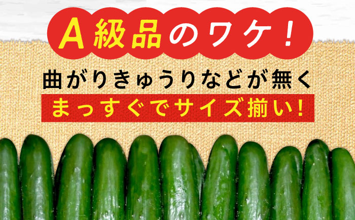 鮮度バツグン！広島県江田島市産きゅうり 5kg×1箱（A級品Lサイズ） 胡瓜 キュウリ 野菜 やさい 国産 江田島市/ひろしま農業協同組合江田島アグリセンター [XCA001]
