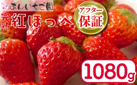 紅ほっぺ 1080g 苺 いちご 1月 ～ 順次発送 いちご いちご いちご いちご いちご いちご