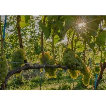 ギフト向け 富山県南砺市 ドメーヌボー ブラン_酒・アルコール 白ワイン ワイン _【配送不可地域：離島】【1333545】