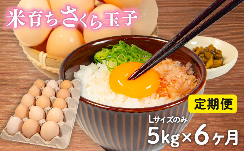 定期便 卵 5kg Lサイズ ( 割れ補償 5個 ) 約 75個 × 6回 6ヶ月 定期便 玉子 卵 たまご さくらたまご 卵 米育ち さくら 玉子 卵 タマゴ たまご