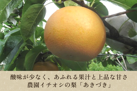 【2024年先行予約】和梨 あきづき 3kg（5～7玉）  《9月下旬から順次発送》 果物 フルーツ 梨 和梨 秋月 デザート 加茂市  新太郎農園