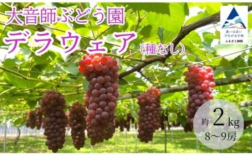  ぶどう デラウェア 2kg （8房～9房） 果物 ぶどう 葡萄 ぶどうふるさと納税 フルーツ 【大音師ぶどう園】011079