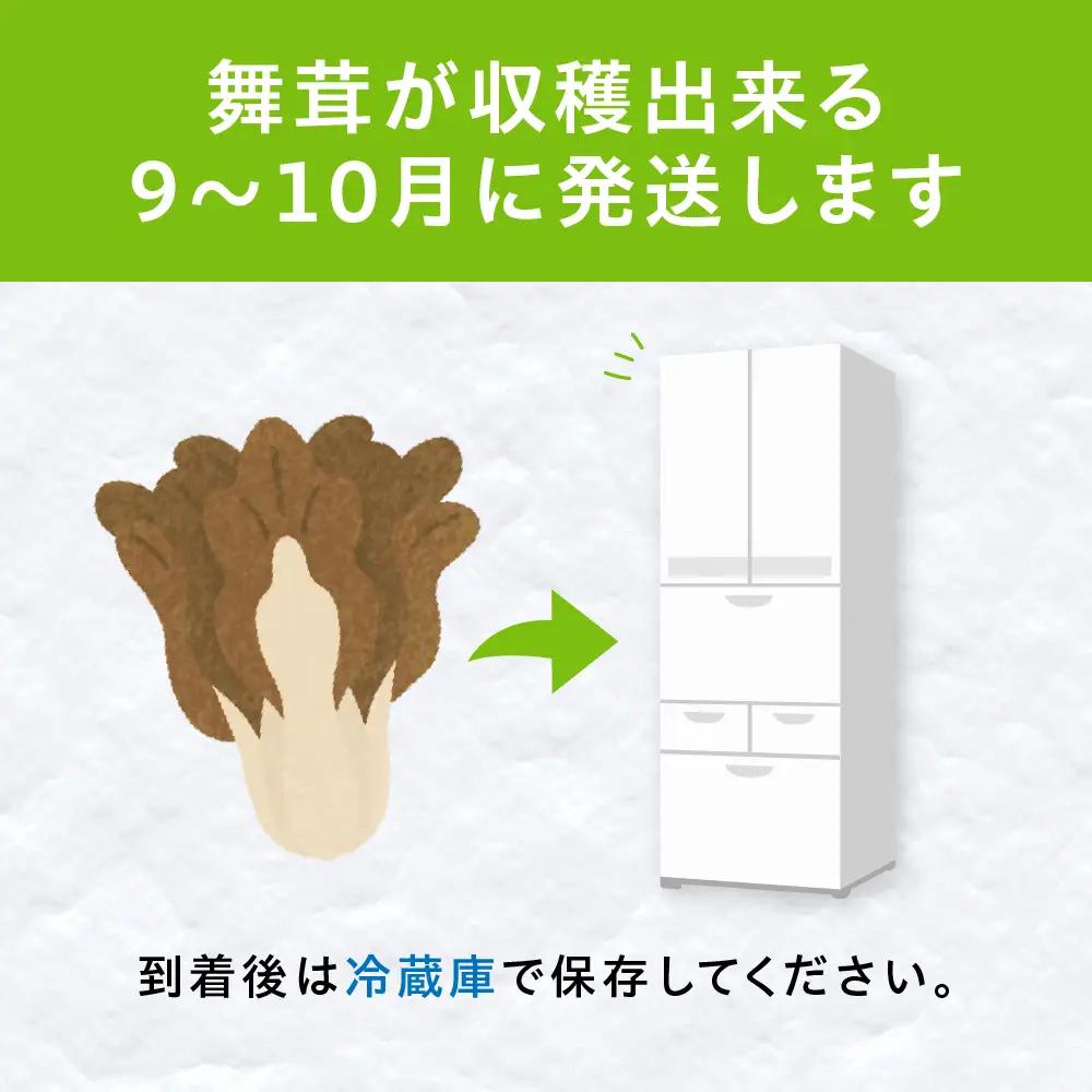 【9～10月発送】原木栽培舞茸500g | 舞茸 まいたけ 国産 野菜 やさい きのこ amrita農園 KM003