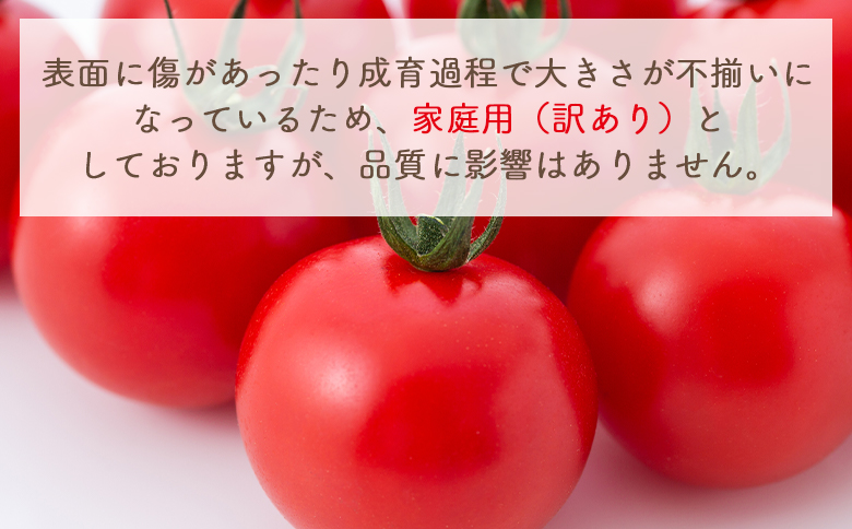 【2026年1月以降発送】フルーツトマト 2kg 家庭用 - 国産 青果 野菜 トマト 訳あり ご家庭用 甘い 酸味 不揃い 傷 やすらぎ市 高知県 香南市 冷蔵 yr-0067
