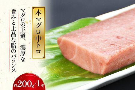北かつのマグロ 中トロセット まぐろ まぐろ まぐろ 