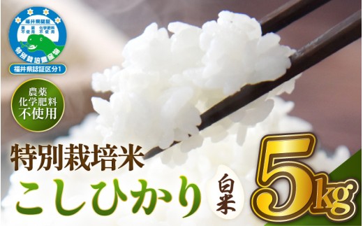 【令和7年産 】 特別栽培米コシヒカリ5kg 無農薬米 福井県認証区分1取得 越前町【白米】【5キロ お米 コメ 農薬化学肥料不使用 送料無料】 [e81-b001_01]