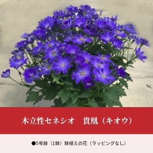 木立性セネシオ 貴凰(キオウ)【1月～2月発送】