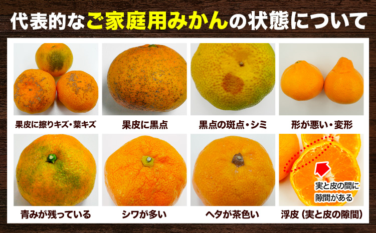 家庭用 大きな有田みかん 約2.5kg ＋250g （ 傷み補償分 ）【わけあり・訳あり】【光センサー選果】 池田鹿蔵農園@日高町（池田農園株式会社）《11月中旬-1月下旬頃出荷》日高町【配送不可地域