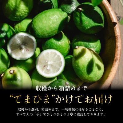 ふるさと納税 八幡浜市 【発送月固定定期便】皮ごと食べられる【グリーンレモン】防腐剤・ワックス不使用【E70-172】全3回 |  | 01