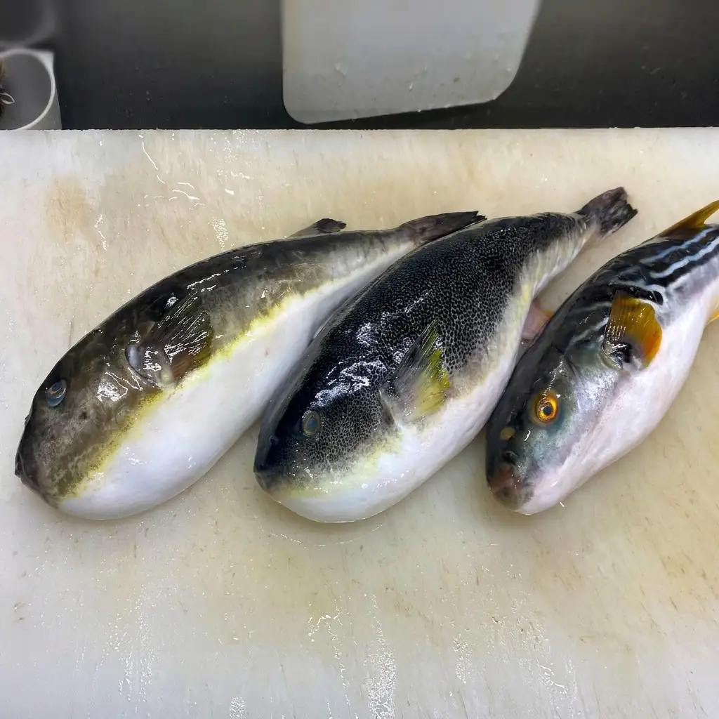 【ポン酢と紅葉おろし付】ふぐ　刺身　3パック 上越市 フグ 冷凍 さしみ