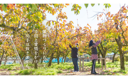 富有柿 12～16玉（茨城県共通返礼品：かすみがうら市） 【2026年11月中旬発送開始】 柿 かき 富有カキ ( 1箱 ) 果物 フルーツ くだもの カキ 富有かき 秋 旬 発送 産地直送 農家直送