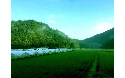 出雲市佐田町産きぬむすめ 「一升家族」（白米5.5kg）【1-295】