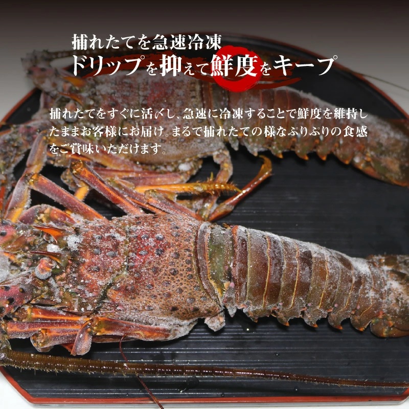 ■【漁師直送】活き〆冷凍 天然伊勢海老 600g （1～2尾）　W005-010u