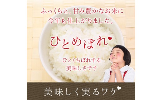 ≪令和7年産≫ ひとめぼれ 無洗米 10kg（5kg x 2個入れ） 【1815】