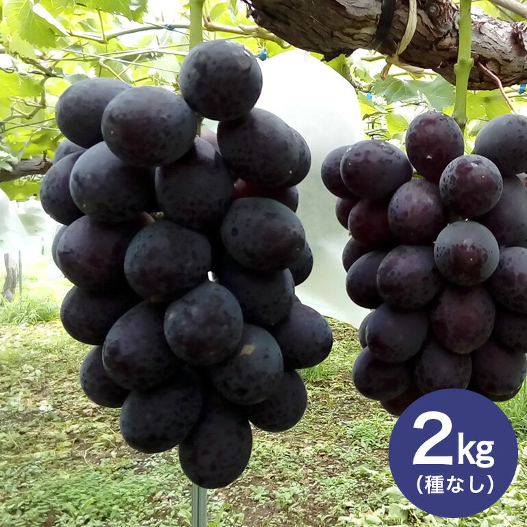 【ふるさと納税】【 2025年 先行予約 】 巨峰 2kg ( 種なし ) 石田ぶどう園 3房 〜 5房 ぶどう ブドウ 国産 果物 くだもの 葡萄 種無し フルーツ 2キロ 9月 10月 発送 秋 旬 品種 茨城県産 産地直送 産直 農家直送 冷蔵 茨城県 石岡市 送料無料 (G104)
