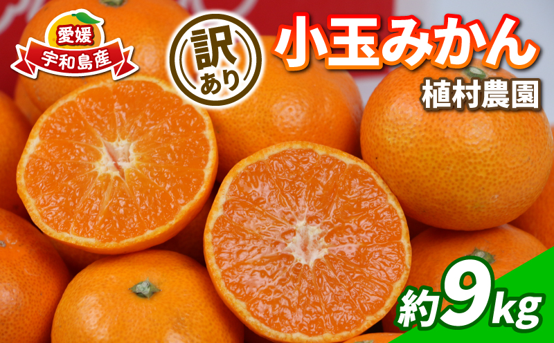 訳あり 小玉 みかん 9kg 2S ～ 3S サイズ 不揃い 植村農園 早生 南柑20号 早生温州 早生みかん 温州みかん わせ 果物 くだもの フルーツ 柑橘 蜜柑 みかん mikan 農家直送 産