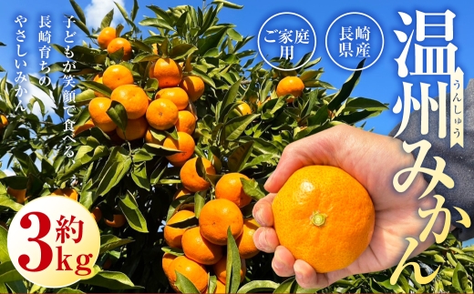 先行予約 長崎県産温州みかん （ ご家庭用 ） 約3kg ／ アフター保証 フルーツ 蜜柑 国産 長崎県産 柑橘系 くだもの 果物 【2026年11月上旬～12月下旬発送予定】