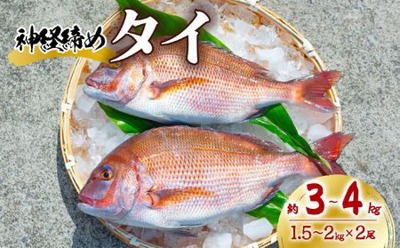 タイ 神経締め 2尾 計約3～4kg 鯛 たい 真鯛 マダイ 鮮魚 産地直送 冷蔵 養殖 国産【年内配送可】