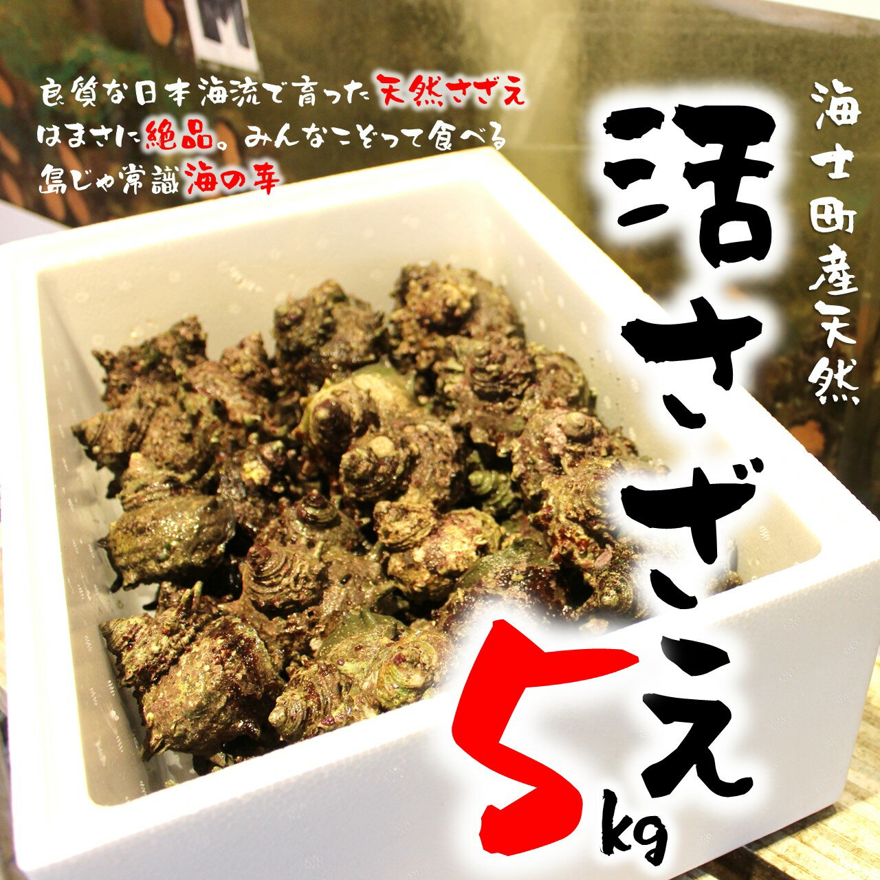 【限定50セット!島獲れ活さざえ5kgセット】日本海の離島の新鮮なさざえを約50匹お届けします! 冷蔵便 サザエ 栄螺 貝 海鮮 BBQ さざえご飯 壺焼き 刺身 年末年始 お正月 お歳暮 御歳暮 ギフト