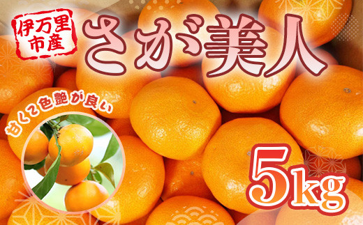 
                  佐賀県産みかん さが美人 5kg 114-B1010
                