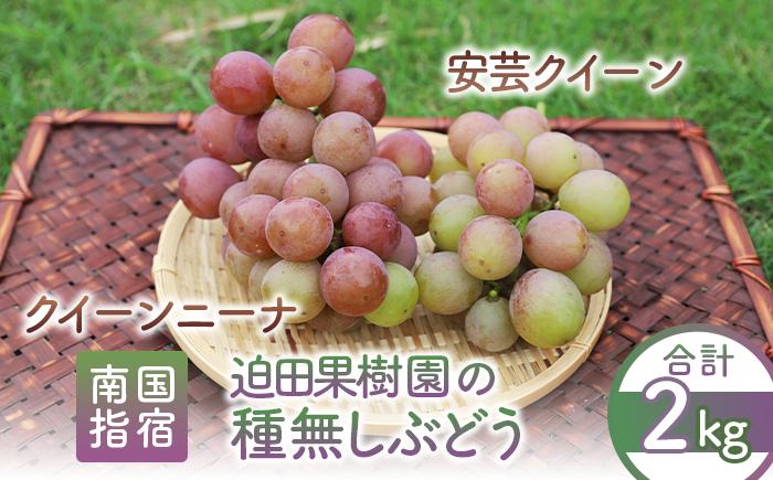 
            【2025年8月上旬～順次発送】指宿産種なしぶどう クイーンニーナと安芸クイーンのセット約2kg(迫田果樹園/016-1271) ぶどう 種なしぶどう 葡萄 フルーツ 果実 果物 くだもの 詰合せ 詰め合わせ つめ合わせ
          