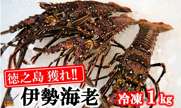
            1814 新鮮なまますぐ冷凍!!徳之島産冷凍伊勢海老1kg（2尾～4尾） （ 伊勢えび イセエビ 伊勢えび 伊勢エビ えび エビ 海老 鍋 ご馳走 海の幸 料理 焼き 人気 海産物 家族 正月 お祝い ）
          