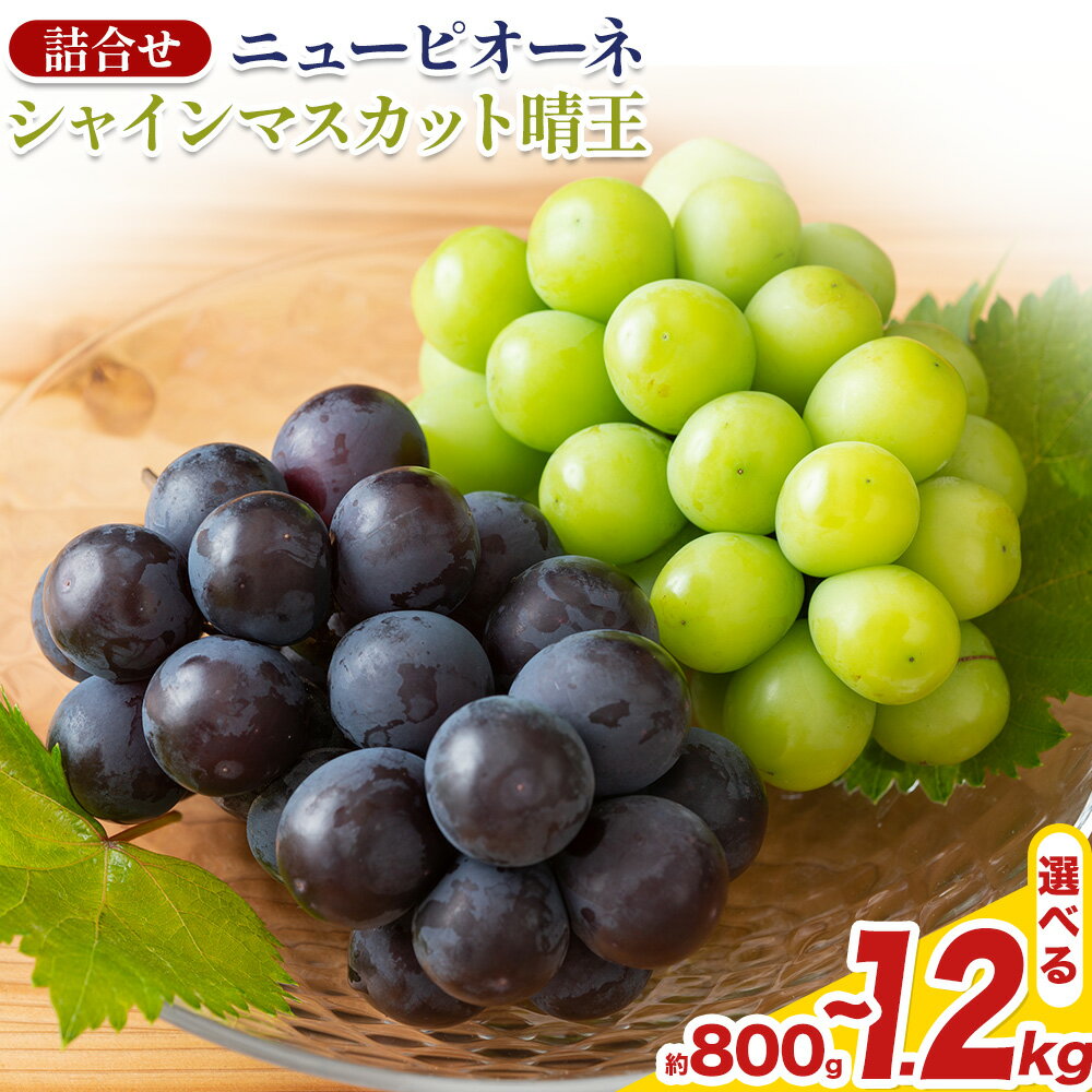 【ふるさと納税】【2026年先行予約】岡山県産 シャインマスカット「晴王」とニューピオーネ 選べる L～3L 計800g～1.2kg 株式会社はちや《2026年6月下‐7月下旬頃出荷》岡山県 浅口市 ぶどう 葡萄 フルーツ ギフト 果物 デザート 国産 送料無料【配送不可地域あり】